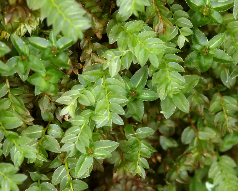 Mnium thomsonii